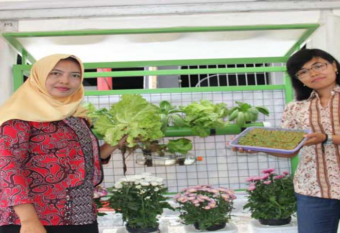 Pasar Hidroponik Luas tapi Petaninya sangat Kecil